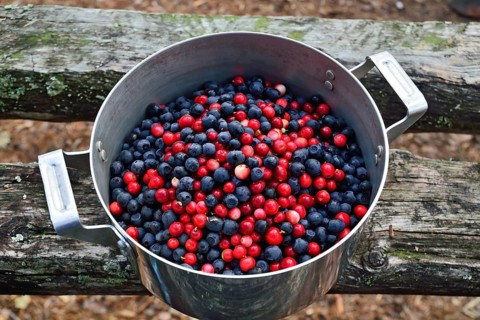 Ripe berries of lingonberry and blueberry close up lie in a saucepan
