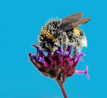 Bumblebee full of pollen on a flower blossom