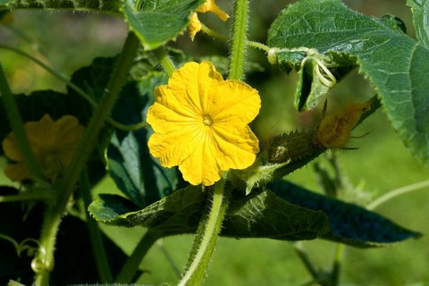 Cucumber (cucumis sativus), Gherkin or Pickle in Normandy