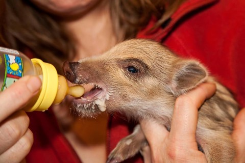 Wild boar (Sus scrofa), Breeding, Rhineland-Palatinate, Germany, Europe