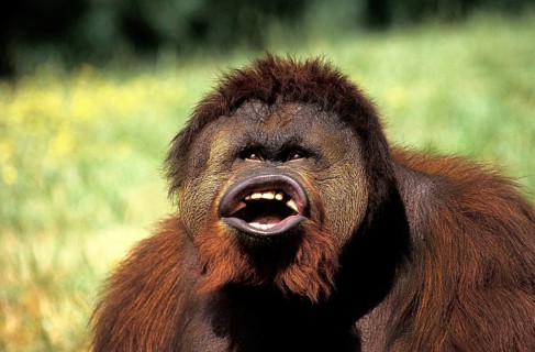 Bornean orangutan (Pongo pygmaeus), male with funny face