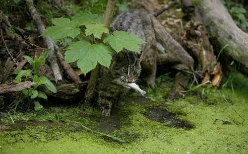 Leopard cat (prionailurus bengalensis), adult fishing, fishing