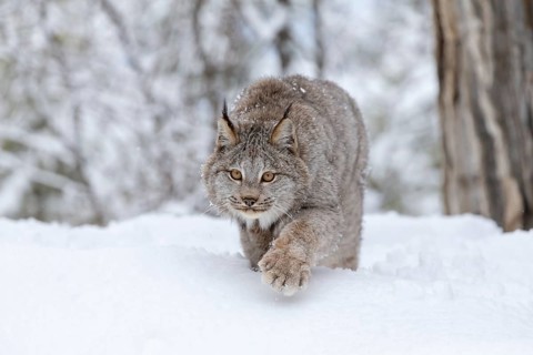 A bobcat hunts for prey in a snowy forest habitat