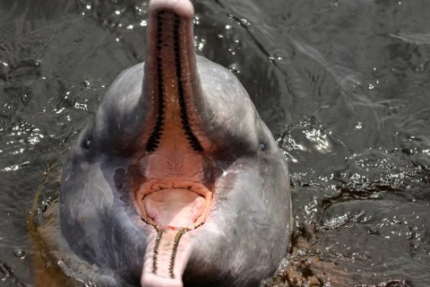 Close up of Pink river dolphin, mouth open, Rio Negro, Novo Airao, Brazil, South America