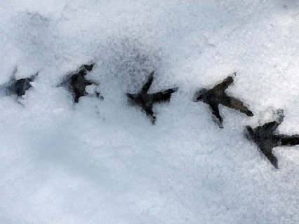 Spruce Grouse, footprints, Gaspesie National Park, Spruce grouse (Dendragapus Canada Grouse