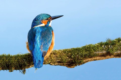 Common Kingfisher or Eurasian Kingfisher (Alcedo atthis), Tyrolean Unterland, Tyrol, Austria,