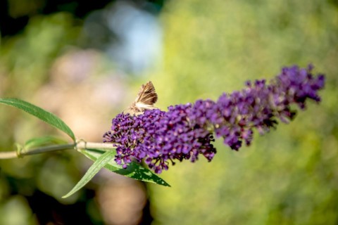 Agate Owl Moth on a Lilac Blossom