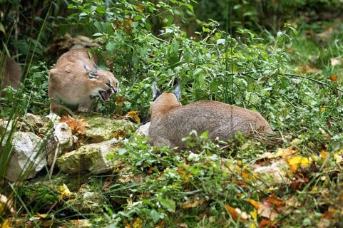 Caracal (caracal caracal), Adult Snarling