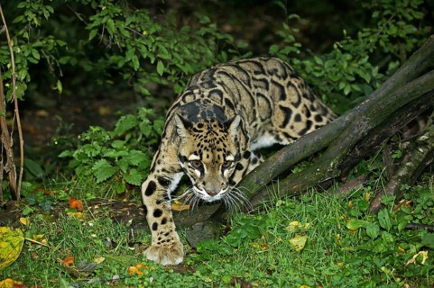 Clouded leopard (neofelis nebulosa), ADULT