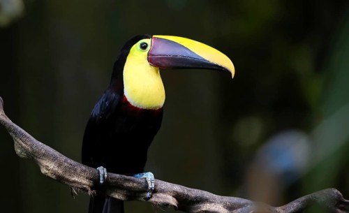 Chestnut Mandibled Toucan on a Vine in the Jungle