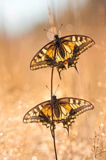 Swallowtail (Papilio machaon), two, North Rhine-Westphalia, Germany, Europe