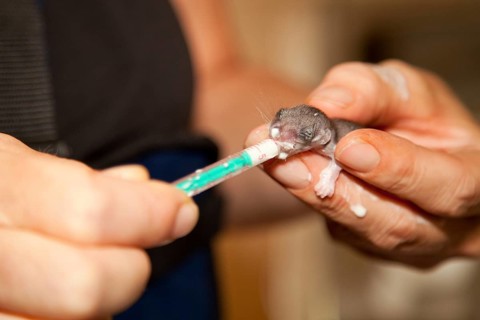 Edible dormouse (Glis glis), young animal, rearing, Rhineland-Palatinate, Germany, Europe