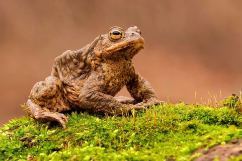 Common toad (Bufo bufo) Rhineland-Palatinate, Germany, Europe