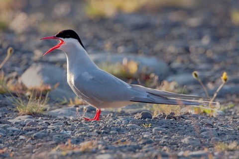 Arctic Tern (Sterna paradisaea), Iceland, side, Europe