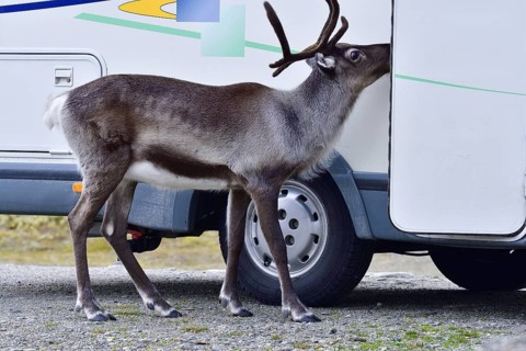 Begging Reindeer