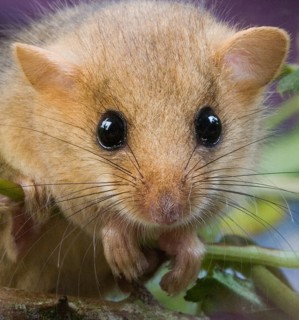 Hazel dormouse (muscardinus avellanarius), portrait of an adult, Normandy
