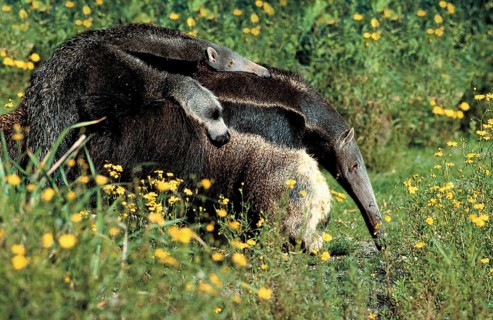 Giant anteater (Myrmecophaga tridactyla) carrying juvenile (anteater) (animals) (outside) (outdoor)