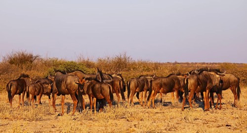 Blue wildebeests (Connochaetes taurinus) in morning light, Central Kalahari, Botswana, Botswana,