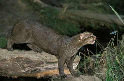 Jaguarundi, herpailurus yaguarondi, adult