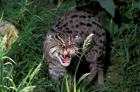 Fishing Cat (prionailurus viverrinus), Adult Snarling