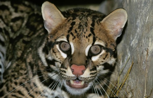 Ocelot (leopardus pardalis), portrait of an adult