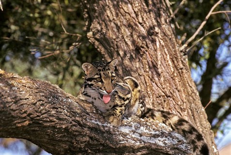 CLOUDED LEOPARD (neofelis nebulosa), ADULT LAYING ON BRANCH