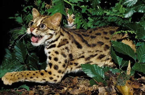 LEOPARD CAT (prionailurus bengalensis), FEMALE SNARLING TO PROTECT YOUNG