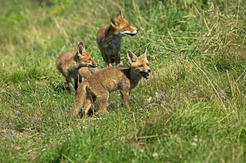 Red Fox (vulpes vulpes), Mother with Cub, Normandy