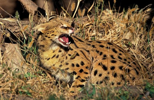 Serval (leptailurus serval), Adult snarling