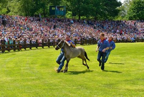 Yearling stallion being captured, Dülmen wild horses, traditional wild horse auction in Dülmen,
