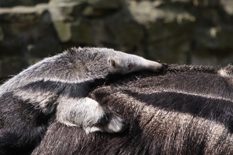 Large anteater