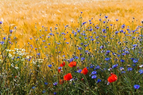 Cornflowers in a grain field