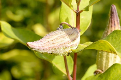 Closeup of the fruit, also called milkweed or silkweed. (Asclepias Syriaca) This plant produces