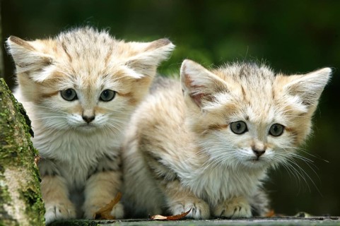 Sand Cat (felis margarita), Cub on Branch