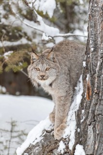 A bobcat hunts for prey in a snowy forest habitat