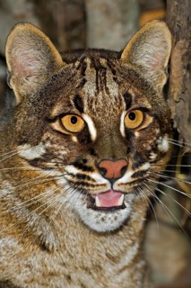 Asian Golden Cat or Temmink's Cat, catopuma temmincki, Portrait of Adult