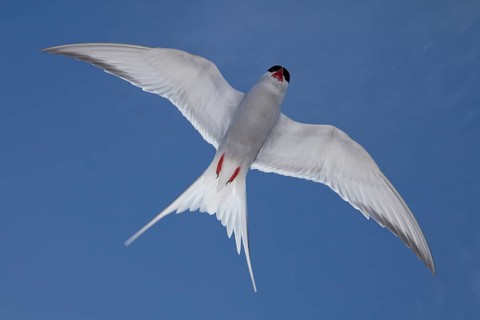 Arctic tern (Sterna paradisaea), tern, terns, exempt, Iceland, Europe