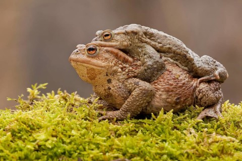 Common toad (Bufo bufo), Mating, Rhineland-Palatinate, Germany, Europe