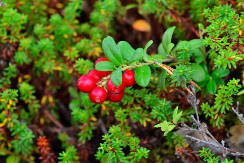 Ripe red berries of a cowberry close up in bright sunlight