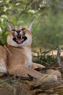 caracal (CARACAL caracal) ADULT GROWLING, NAMIBIA