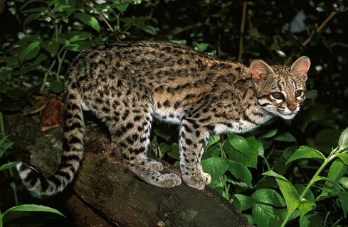 TIGER CAT OR ONCILLA (leopardus tigrinus), ADULT ON BRANCH