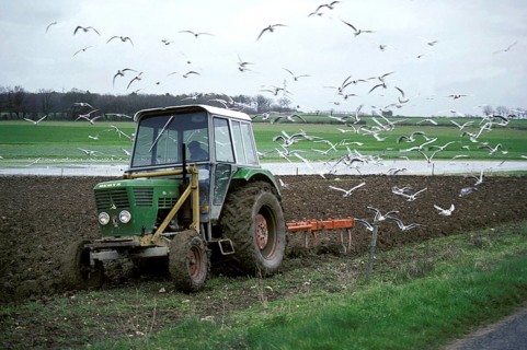 Ploughing Tractor with Gulls