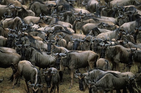 Blue Wildebeest (connochaetes taurinus), Herd during Migration, Masai Mara park in Kenya