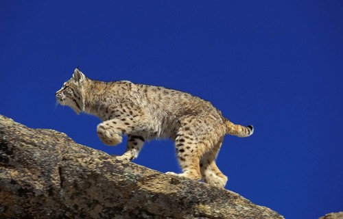Bobcat (lynx rufus), Adult standing on Rocks, Canada, North America