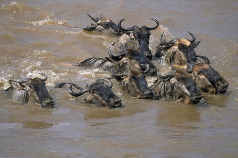 BLUE WILDEBEEST (connochaetes taurinus), GROUP CROSSING MARA RIVER, MASAI MARA PARK IN KENYA
