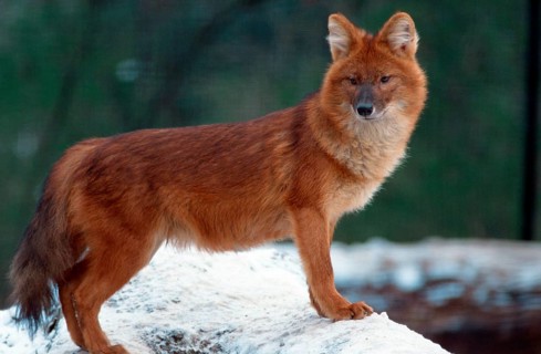 Dhole (Cuon alpinus), dhole, lateral, side, Schnee, snow