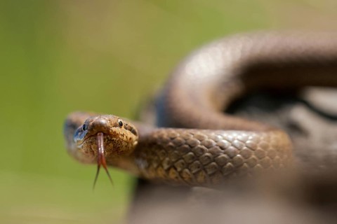 Smooth snake (Coronella austriaca) North Rhine-Westphalia, Germany, Europe