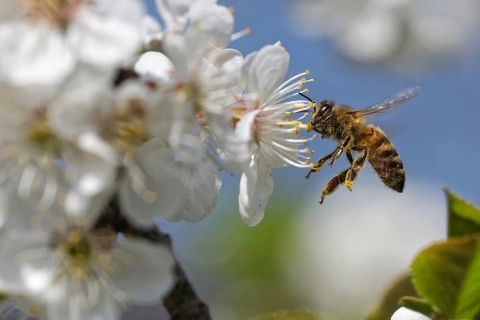 Bee pollinates a flower