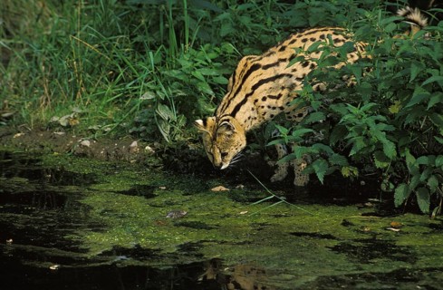 Serval (leptailurus serval), Adult Hunting