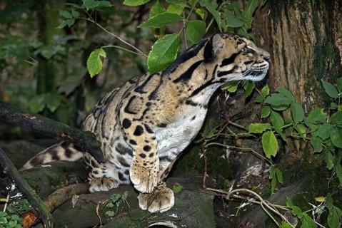 Clouded leopard (neofelis nebulosa), ADULT
